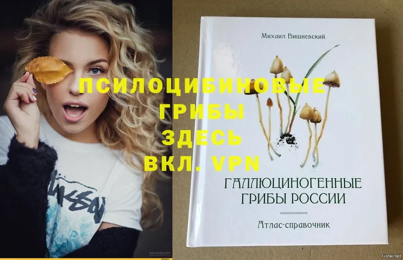 Псилоцибиновые грибы Psilocybe  купить наркоту  OMG ССЫЛКА  Петровск-Забайкальский 